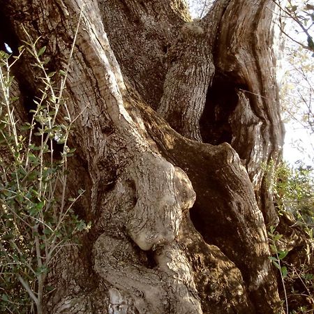 Complejo Rural Turimaestrat Vendégház Sant Mateu Kültér fotó